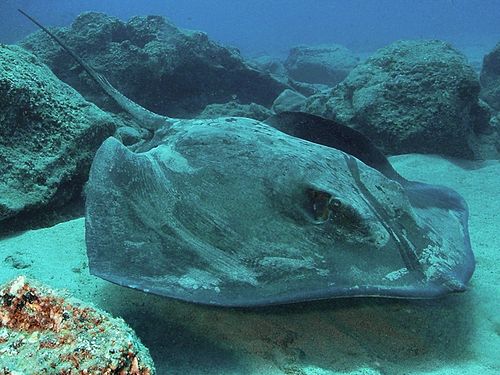 roughtail stingray